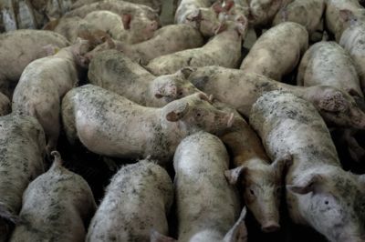 Flere af sagerne handler om, at antibiotika bruges forkert eller som rutine i svinestaldene.