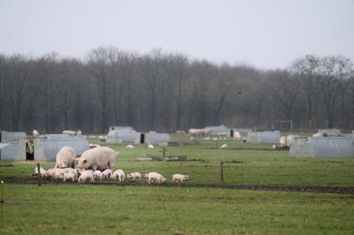 Dyrenes Beskyttelse vil blandt andet opfordre forbrugere til et mere plantebaseret forbrug.