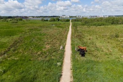 Efter hærværket er trådhegn og pæle reetableret på arealet. Her ses noget af kvæget ved stien, der fører fra Holing Engpark til søen mod vest. Herning Kommune opfordrer borgere i området til at være opmærksomme og give politiet besked, hvis de ser noget usædvanligt.