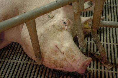 Danske Svineproducenter vil gå EU-vejen, hvis en ny regering strammer reglerne for svineproduktion i Danmark. Det siger foreningens formand til Jyllands-Posten.