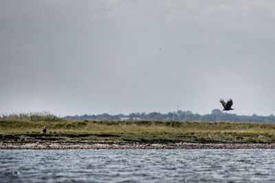 Der er millioner af kroner på vej til et stort naturgenopretningsprojekt, der skal forbedre livsbetingelser for havdyr og planter i Det Sydfynske Øhav.