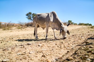 El Niño øger risikoen for mindre nedbør og tørke i nogle regioner og generelt højere temperaturer på verdensplan.