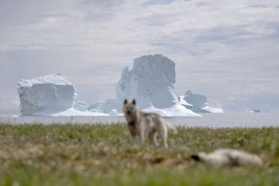 Når isen smelter, sendes flere isbjerge til havs. Det får nu forskere til at efterlyse bedre overvågning og varsling af hensyn til skibstrafikken omkring Grønland.