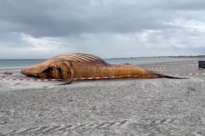 Timmy ligger på stranden på Anholt 4. juni, flere uger efter at den døde.