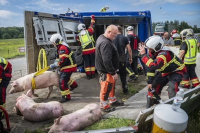En grisetransport med 190 grise er fredag morgen væltet på Thisted Landevej i Nordjylland. Nordjyllands Beredskab er til stede med 15 mand og seks køretøjer.