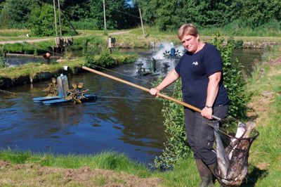 Omkring fem ton regnbueørreder er døde i Mona Lyhne Jokumsens dambrug ved Haderup i weekenden efter et regnvandsbassin er løbet over og har sendt forurenet vand ud i Haderup Å.
