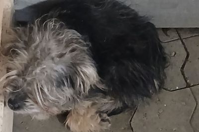 En af de efterlyste hunde.