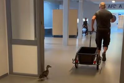 Andemor fulgte troligt med, mens dens 10 nyudklækkede ællinger i cykeltraileren blev ført igennem Lundgårdskolen og ud i sikkerhed.