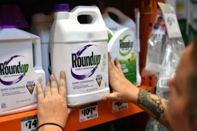 En ansat retter på Roundup-produkter i en butik i Californien. Ukrudtsmidlet er fortsat meget omdebatteret. (Arkivfoto):