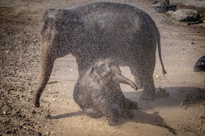 I 2022 var der hedebølge i Danmark, og elefanterne i København Zoo blev overbruset med vand. Det samme står dyrepasserne klar til i weekenden, hvor temperaturerne ventes at komme over 30 grader, fortæller en biolog fra den zoologiske have.