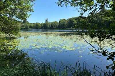 Allinggård Sø en sommerdag i 2026. Snart kan søen være historie, fordi den er kunstig og naturen skal genoprettes.