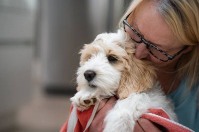 Flere nye hundeejere oplever stress, udmattelse og tvivl i den første tid med hvalp – et fænomen, der internationalt er blevet kendt som »puppy blues«.