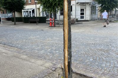 Et af de store træer i centrum af Vildbjerg er blevet skamferet. En eller flere personer har skåret i barken og det kan træet, i følge borgerforeningens formand, ikke overleve.