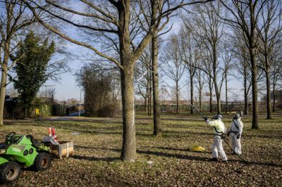 Odense Kommune fjerner reder og sprøjter skum i kampen mod larven, ligesom beredskabet gjorde 20. februar sidste år. Men borgerne er utilfredse.