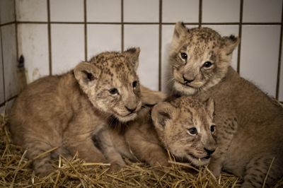 For første gang i fire år har Givskud Zoo fået løveunger. På billedet ses et løvekuld, som blev født i København Zoo i 2019.