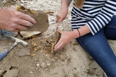 Fossiljagt i Furs molergrave