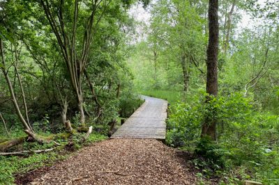 Første del af havearrangementet tirsdag 28. juli i Videbæk foregår i arboretet.