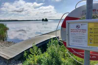 Det er fristende at tage en dukkert, men i øjeblikket fraråder kommunen badning i Bølling Sø og Ejstrup Sø.