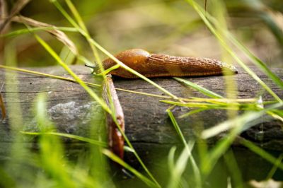 Dræbersneglene er mindre synlige i mange haver denne sommer grundet en længere periode med varmt og tørt vejr. Men de kan ifølge seniorforsker Stine Slotsbo hurtigt vende tilbage, hvis vi igen får en periode med fugtigt vejr.