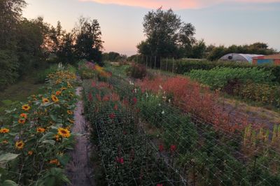 Blomsterfloret i aftenlys hos Væggerskilde Blomster. Nu lægger Haveselskabet Ringkøbing-Skjern vejen forbi blomsterbutikken på Væggerskildevej mellem Videbæk og Spjald.