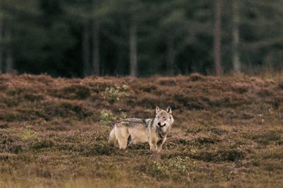 Alle tre hændelser i de private haver i vestjyske Nørre Nebel fandt sted 5. august med kort tids mellemrum. Ulven på billedet er fotograferet i Vestjylland i september 2025.