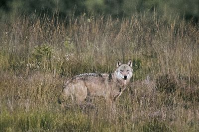Naturstyrelsen fortsætter lørdag arbejdet med at finde problemulv i Vestjylland. På billedet ses en vild ulv i Vestjylland den 8. september 2025.