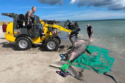 Brugdehajen blev lørdag 8. august fundet død ved Ålbæk Havn syd for Skagen. Her blev den bjærget af personale fra Nordsøen Oceanarium.