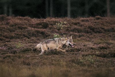 De udenlandske eksperter har samme vurdering som de danske eksperter. Ulven på billedet er fotograferet i Vestjylland i september 2025.