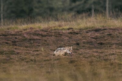 Tirsdag klokken cirka 18.40 fik Naturstyrelsen en henvendelse på sms om observation af en ulv lidt uden for Outrup. Ulven på billedet er fotograferet i Vestjylland i september 2025.