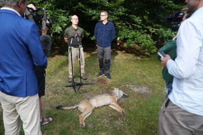 Fredagens pressemøde foregik med den skudte ulv foran den fremmødte presse samt Minister for natur og dyrevelfærd Christian Rabjerg Madsen (S) og Mads Jensen, der er vicedirektør i Naturstyrelsen.