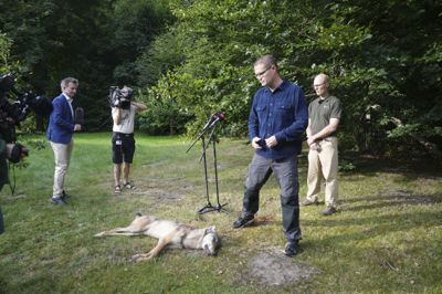 Minister for natur og dyrevelfærd Christian Rabjerg Madsen (S) holdt fredag morgen ulve-pressemøde hos Naturstyrelsen Blåvandshuk nær Oksbøl. Den døde ulv lå placeret foran.