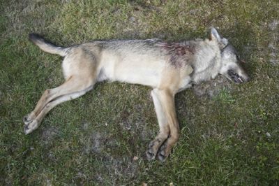 Ulven blev skudt med riffel torsdag kort før klokken 22 ved Blåbjerg Plantage nær et sommerhusområde.