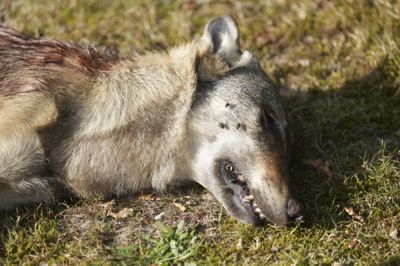 Myndighederne vurderer, at de torsdag fik ram på den såkaldte problemulv, som var efterlyst i flere dage.