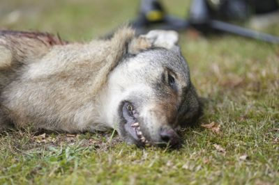 En hanulv blev torsdag aften skudt af en medarbejder fra Naturstyrelsen i Blåbjerg Plantage i Vestjylland. Det skete efter flere dages intensiv jagt på dyret, der menes at have mistet sin instinktive skyhed over for mennesker.
