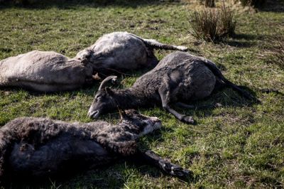 Omkring 20 af Berit Kiilerichs får blev sidste år slået ihjel ved Præstbjerg Naturcenter. Hun var ikke i tvivl om, at det var ulven eller ulvene, der havde været forbi.