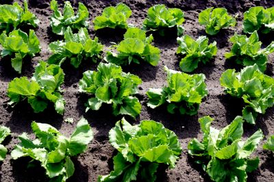 Frilandsgartneriet Månsson producerer blandt andet salat. I fremtiden kan blive svært for Brande-virksomheden at få overskud ud af grønne produkter, hvis Folketingets planer om en ny gødskningslov gennemføres.