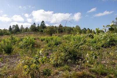 Ved Ikast Golf Klub og Skovbjerg Bakkeø - den store istidskappe - er der meget natur, som er under naturbeskyttelseslovens paragraf 3. Det vil være på kant med loven at give dispensation til at fjerne den natur eller at bygge i den, og en mulig dispensation kan have vidtrækkende konsekvenser for kommunalbestyrelsen, mener eksperter.