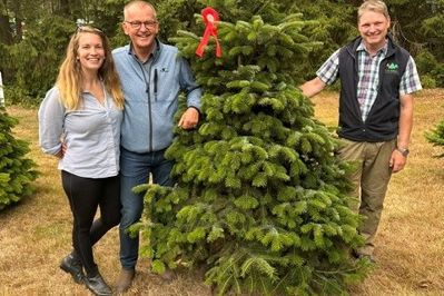 Danmarks flotteste juletræ er leveret af Anders Laursen (th), som arbejder tæt sammen med Signe og Lars Geil i firmaet Geil og Berner.