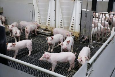 Svinebranchen har modtaget regeringens beslutning om stop for nyt konventionelt svinebyggeri med vantro.