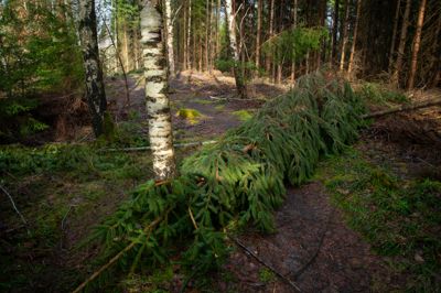 Flere steder rundt om i landet gav træer efter for den kraftige blæst og væltede ud over veje. Det var også tilfældet enkelte steder i Silkeborg Kommune.