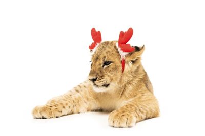 Lions Fjends har til årets julelotteri i alt 98 gevinster sponseret af erhvervslivet i Fjends samt 60 skrabegevinster á 50 kroner.