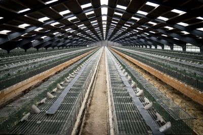 I efteråret 2020 måtte minkavlere aflive deres mink på grund af frygt for en muteret coronavirus. Minkavleres erstatningssager er fortsat ved at blive behandlet.