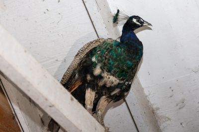 Den eventyrlystne påfugl Carsten lod sig ikke fotografere udendørs, men gemte sig i stedet i et mørkt hjørne af sit hjem.
