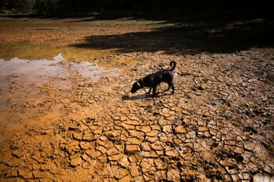 En hund går rundt i en udtørret lagune i Colombia tidligere i september. El Niño ventes både at medføre tørke og højere temperaturer især på den sydlige halvkugle og nær Ækvator.