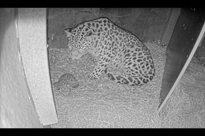 Et billede fra et overvågningskamera i Zoologisk Have i København viser en nyfødt leopardunge og dens mor. Den kom til verden sidste uge, skriver den zoologiske have, som har frigivet billedet.