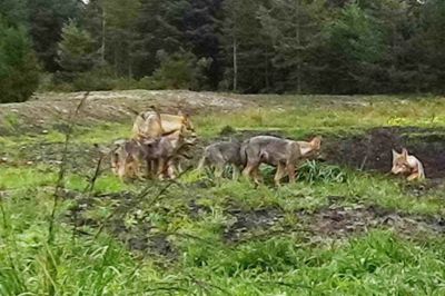 Feldborg er kommet med kortet over områder med ulve. Billedet her er af et ulvekobbel nær Ulfborg.