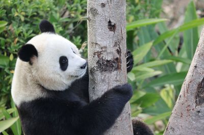 To pandaer er søndag sendt mod USA fra Chengdu i Kina, hvor denne panda bor. Kina benytter de sorthvide bjørne til at styrke landets relationer til udlandet.