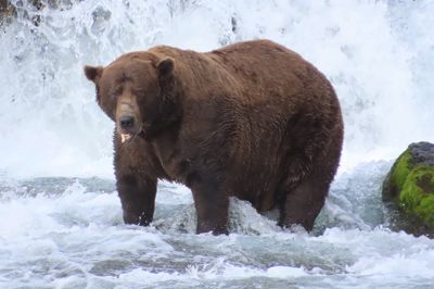 Brunbjørnen »Chunk«, der sidste år løb med sejren i »Fat Bear Week«, ses her i Katmai National Park i efteråret 2025.