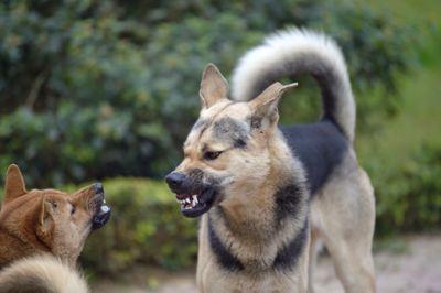 Den strejfende hund havde en aggressiv adfærd.