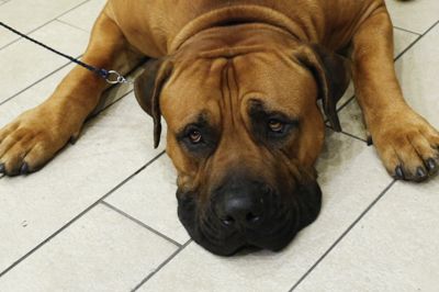 I Danmark er der 13 ulovlige hunderacer, som ifølge loven er forbudte at eje, avle og bringe ind i landet. Heriblandt racen Boerboel.